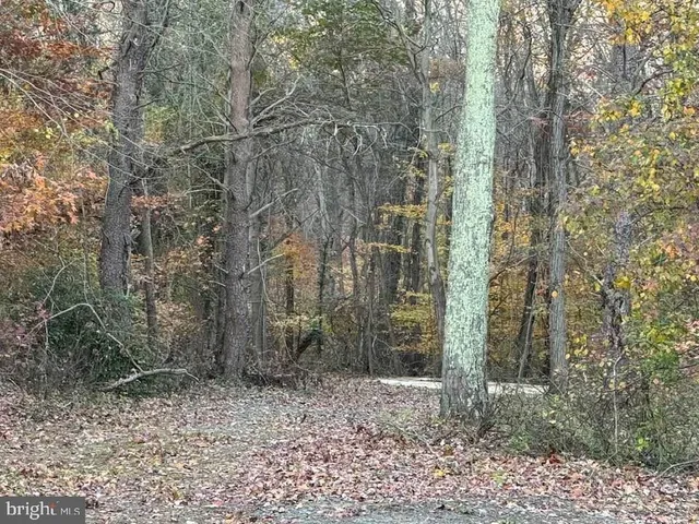 a view of a yard with trees in the background