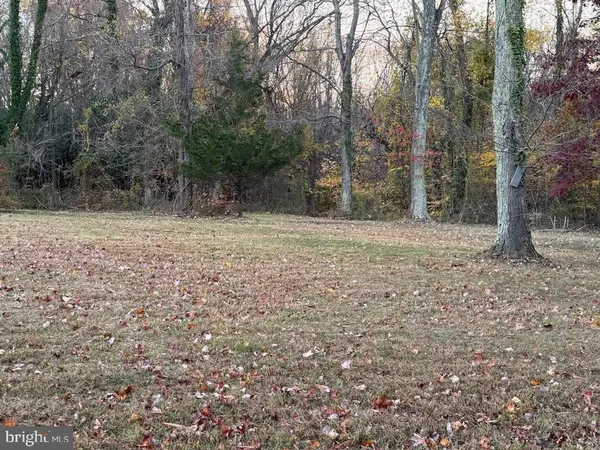 a view of a forest with trees in the background