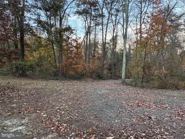 a view of a forest filled with trees