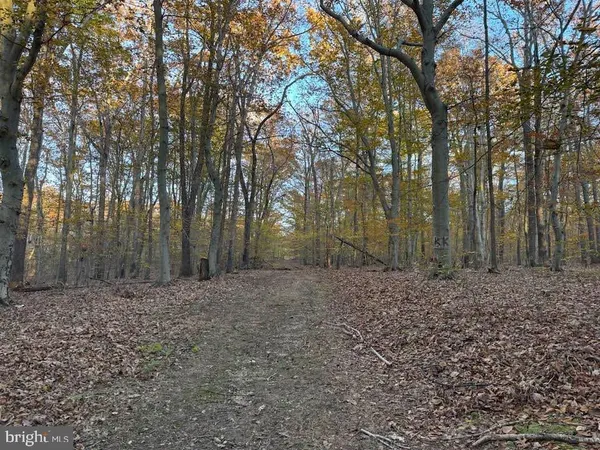 a view of a forest with trees in the background