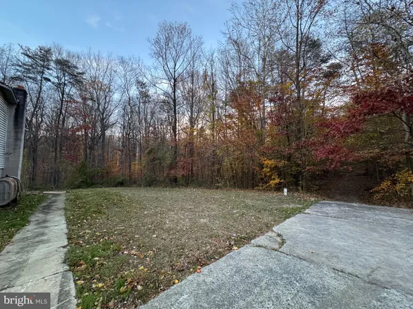 a view of a forest filled with trees