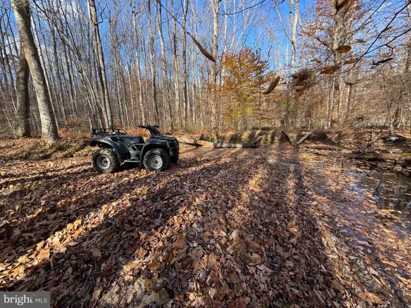 a view of a pathway with a tree