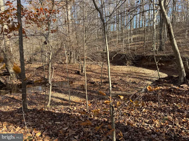 a view of a backyard with large trees