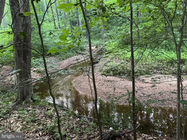 a view of a forest filled with trees