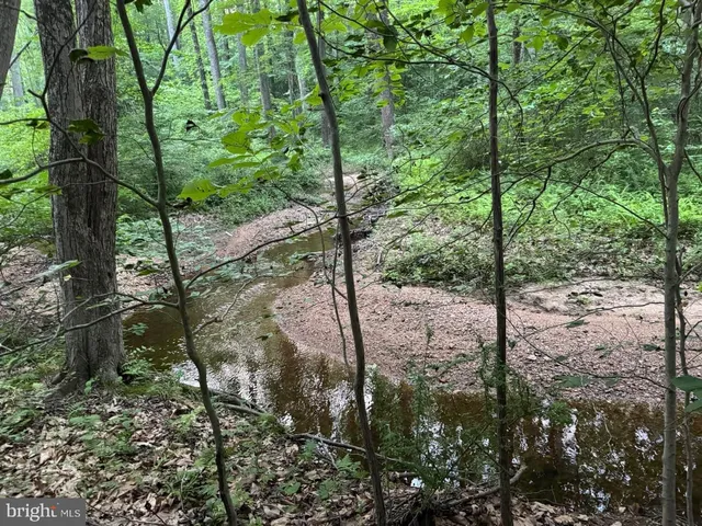 a view of a forest filled with trees