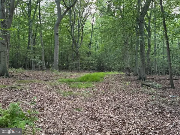 a view of a forest with trees in the background