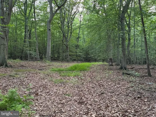 a view of a forest with trees in the background