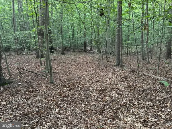a view of a forest with trees