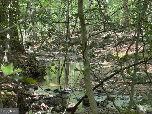 a view of a forest with trees in the background