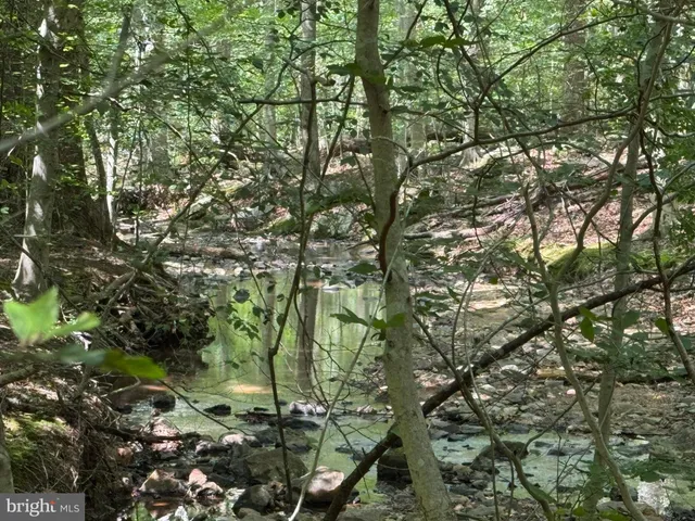a view of a forest with trees in the background