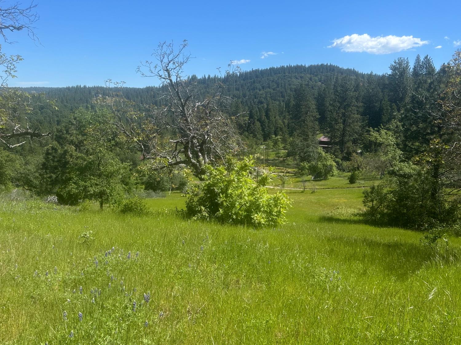 0 Schaefer Ranch Road Pioneer, CA 95666 - Photo 10 of 72