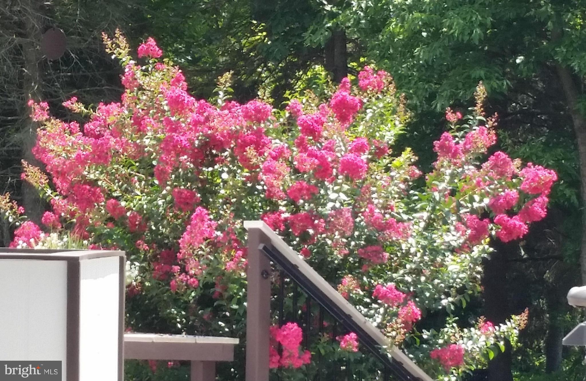 10120 Spring Pools Lane Columbia, MD 21044 - Photo 26 of 30 Crepe Myrtle bursting with blossoms at deck