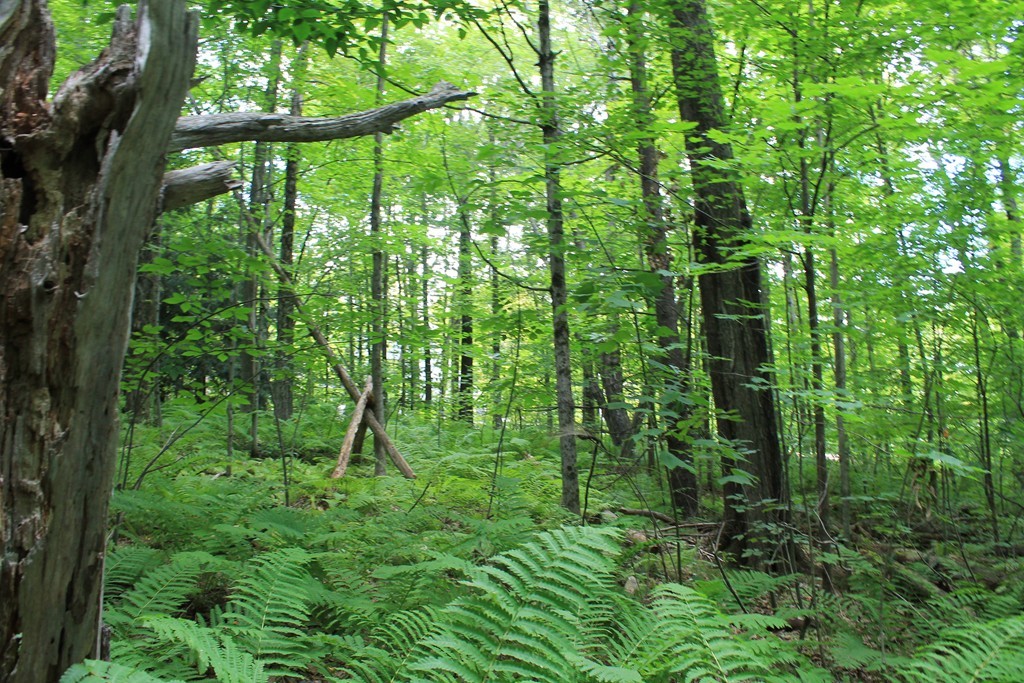 0 Merriam Road Princeton, MA 01541 - Photo 24 of 25 Gallery Image 24
