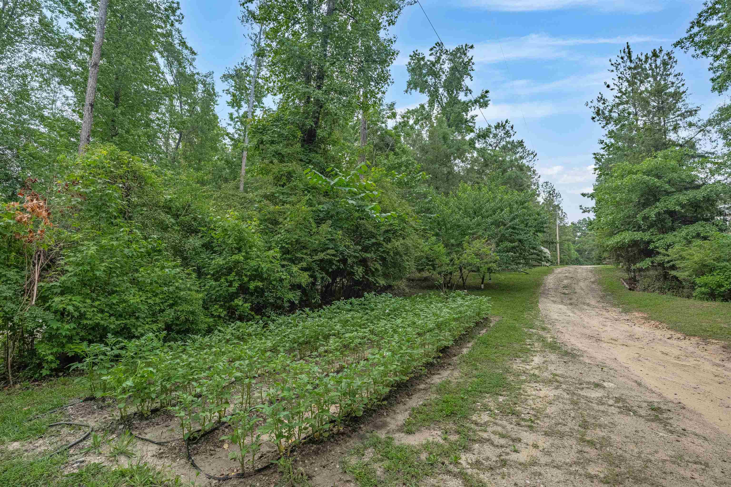 565 Portia Road Blythewood, SC 29016 - Photo 47 of 70