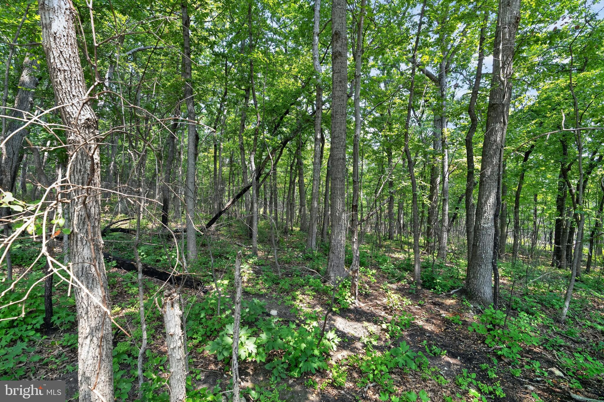 Indian Trail Road Luray, VA 22835 - Photo 14 of 23 Lush woodland retreat awaits exploration.