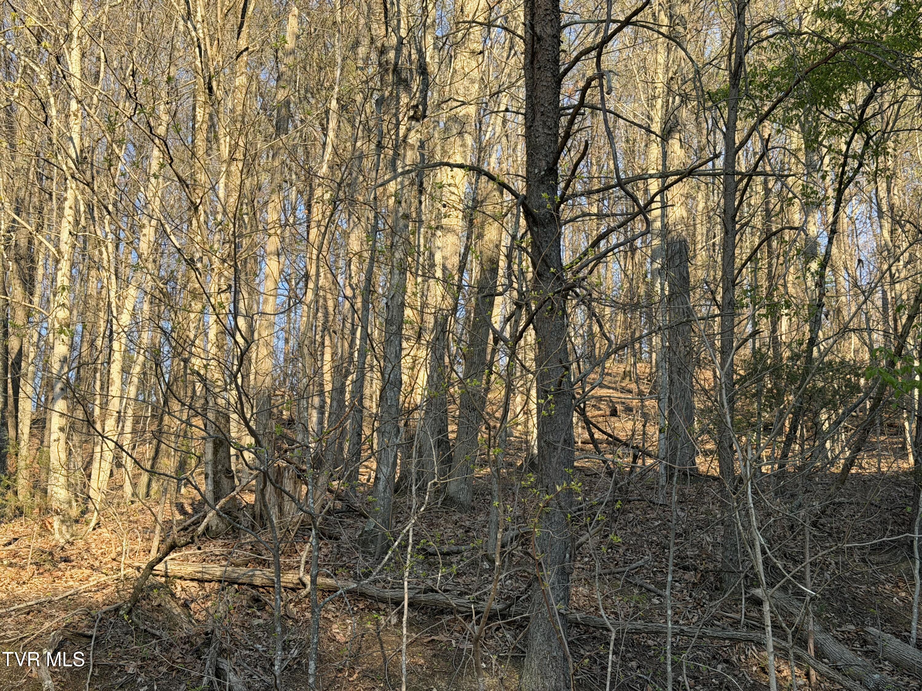 Tbd Possum Hollow Road, Unit 5 Johnson City, TN 37615 - Photo 2 of 8 IMG_7510