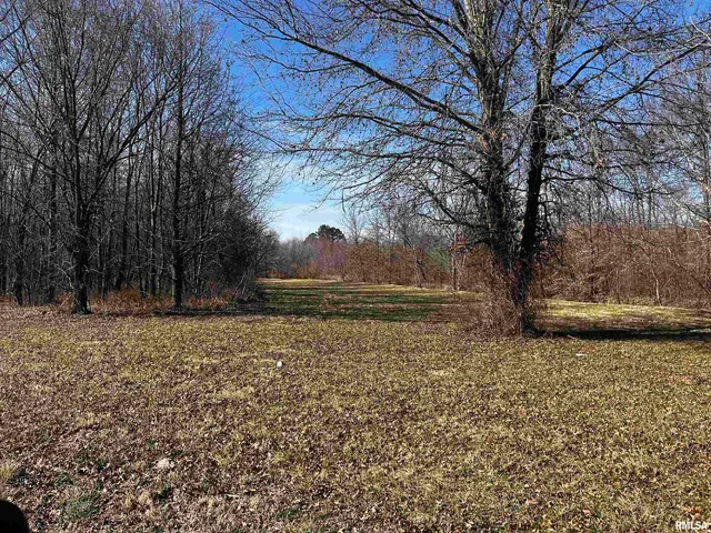 a view of a yard with a tree