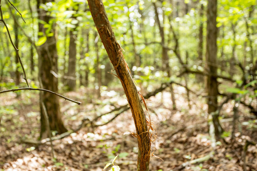 1 Horseshoe Bnd Road Lead Hill, AR 72644 - Photo 35 of 46 Image quality insufficient for description