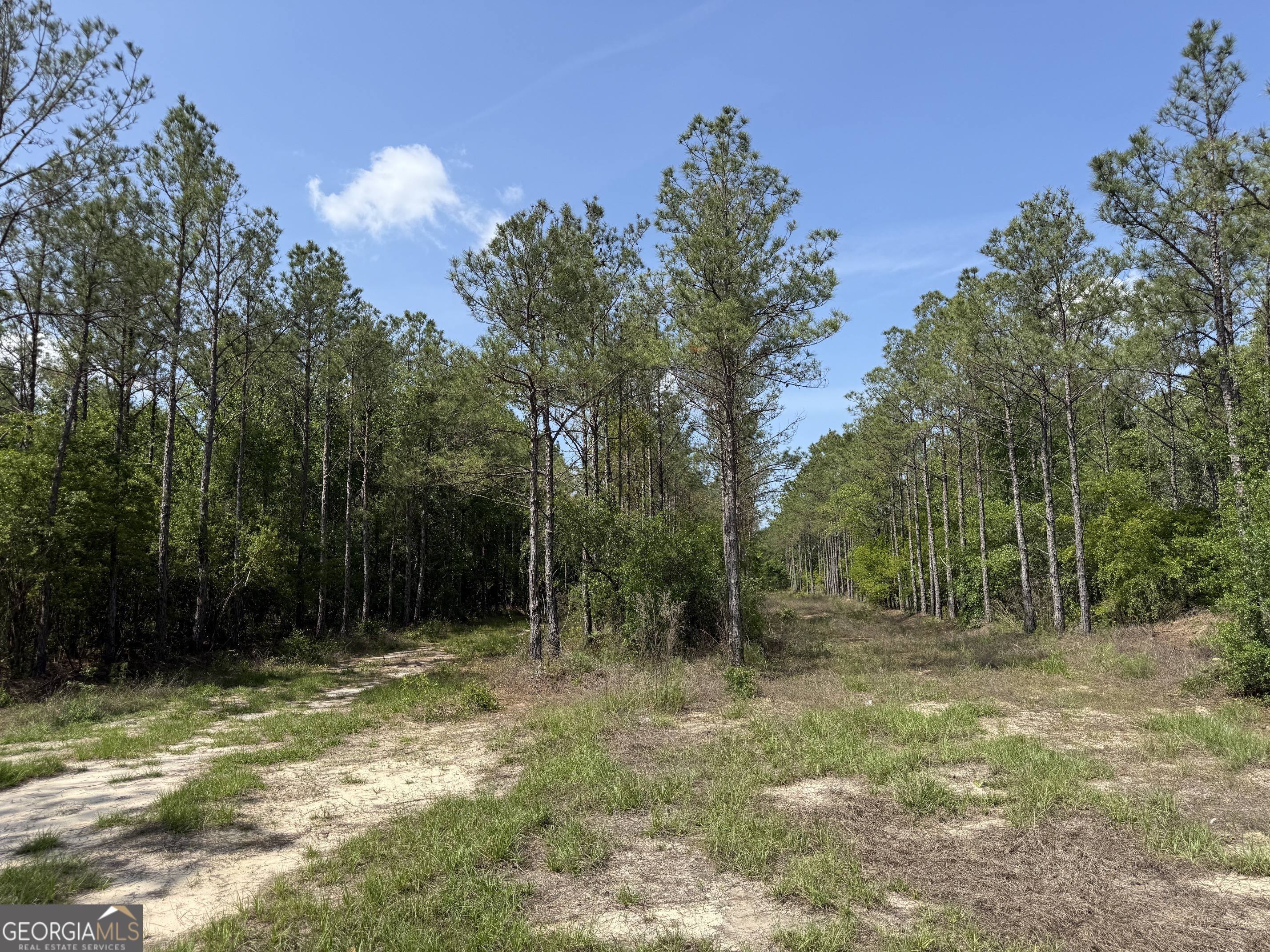 0 Bells Ferry Road Lumber City, GA 31549 - Photo 12 of 12 a view of backyard with green space
