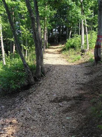 a view of a yard with plants and large trees