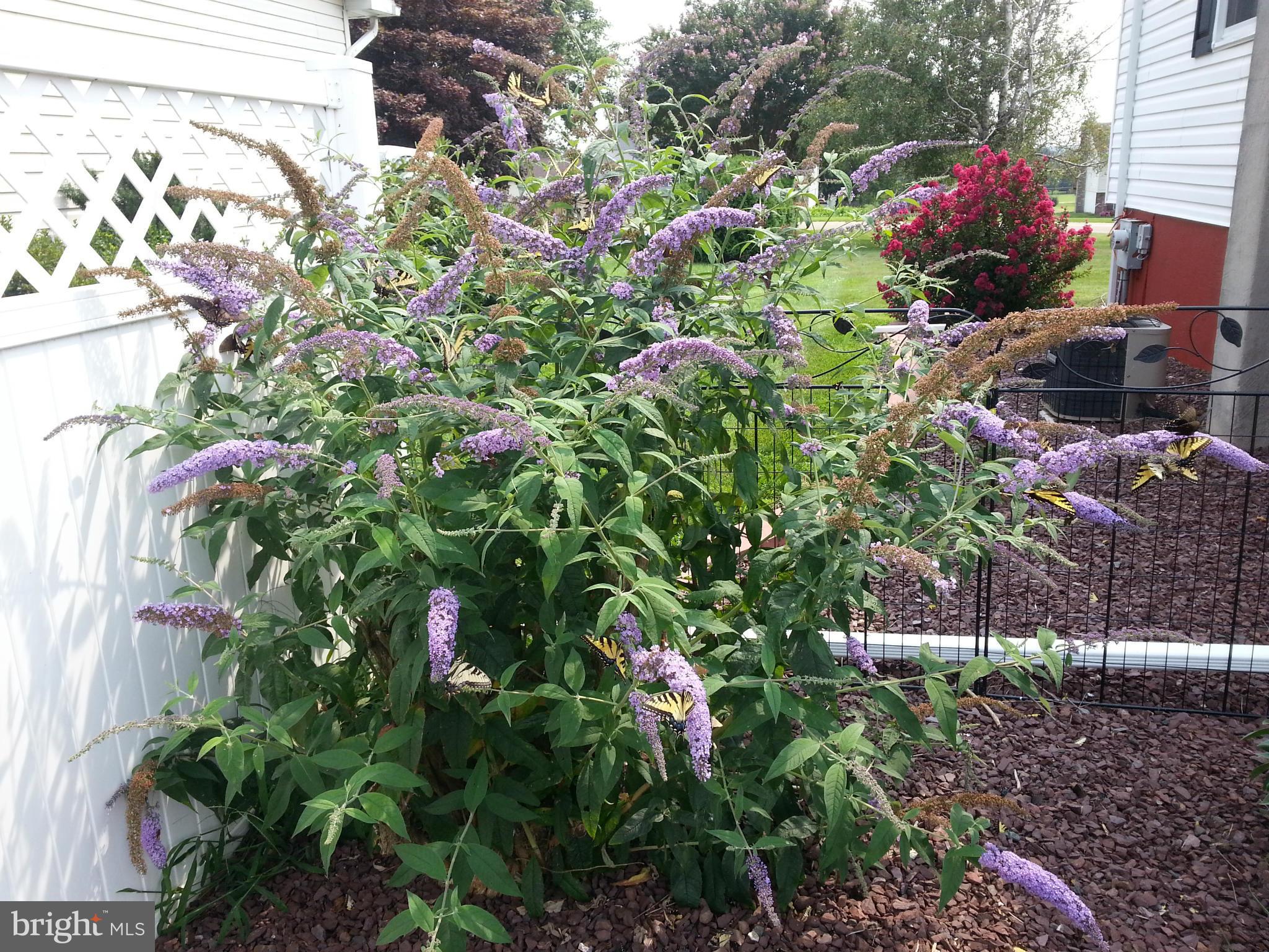 10 Tulip Drive Conowingo, MD 21918 - Photo 12 of 29 a flower view