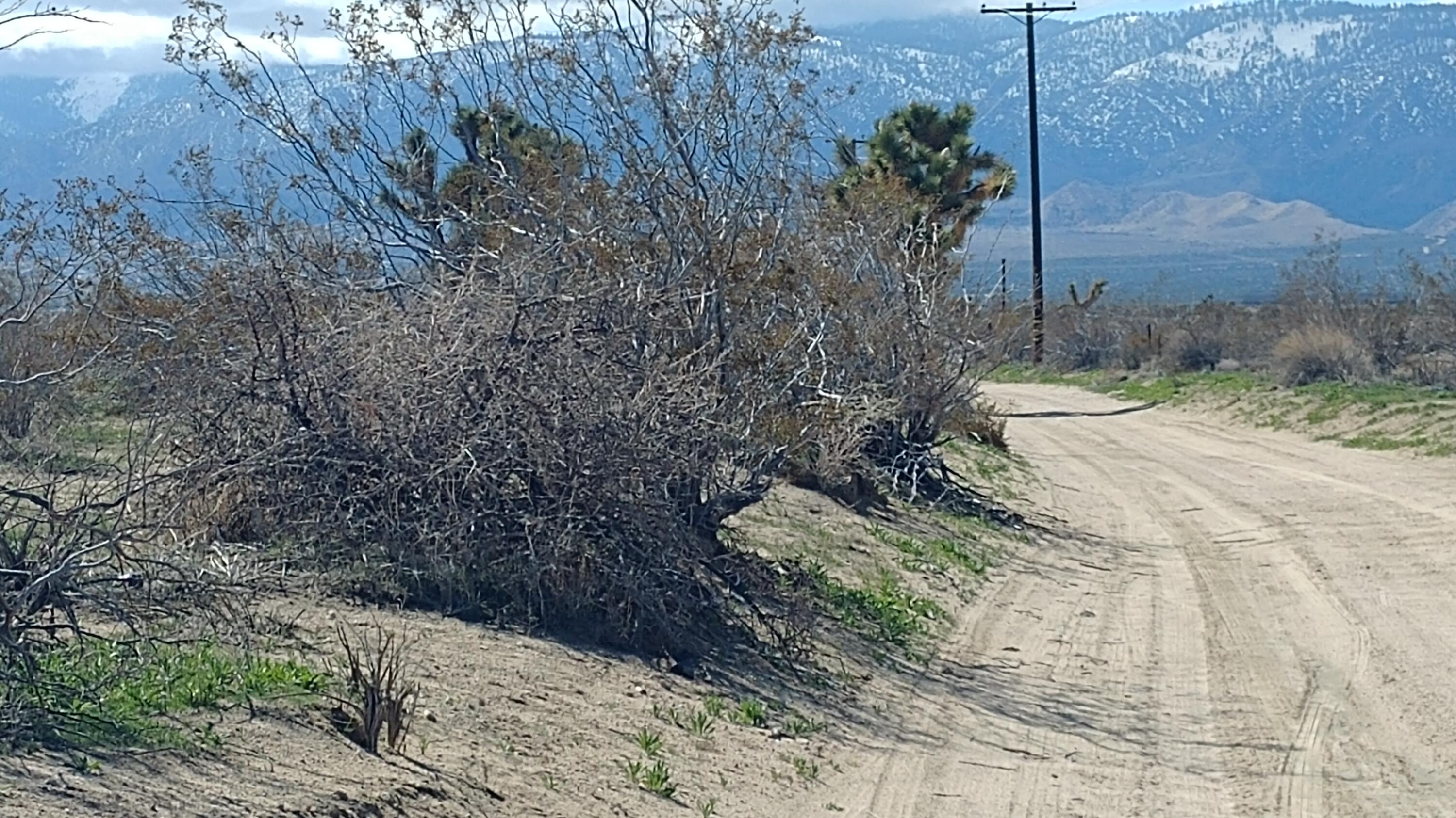 263rd Street East Llano, CA 93544 - Photo 2 of 3 a view of a backyard of the house