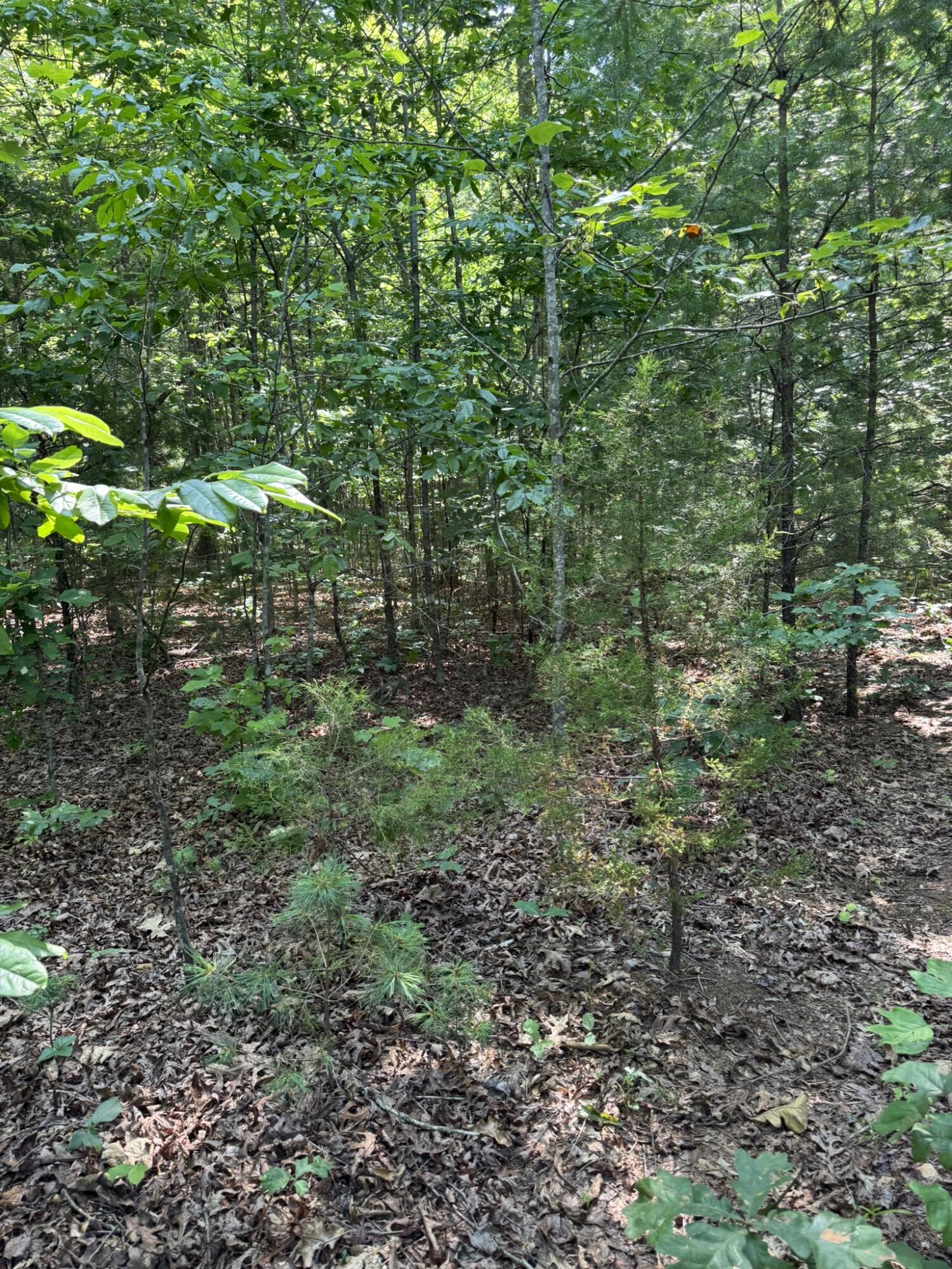 11 Mint Lane Callaway, VA 24067 - Photo 5 of 9 a view of yard