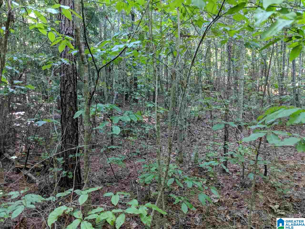 0 County Road 26 Wadley, AL 36276 - Photo 8 of 17