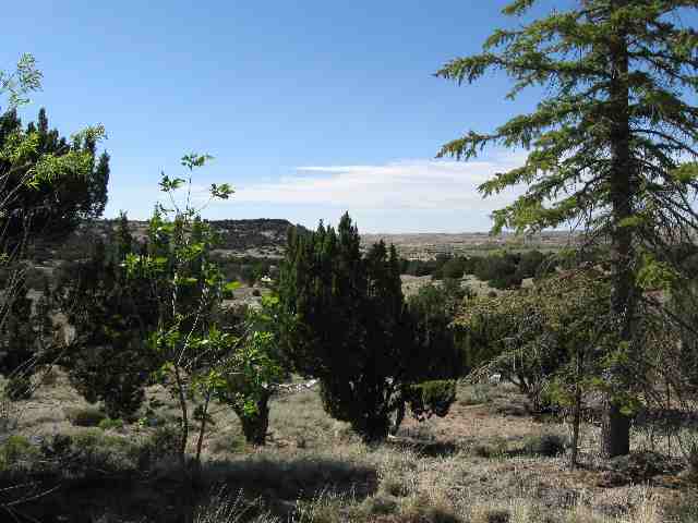 76 Freedom Lane Taylor, AZ 85939 - Photo 5 of 5 a view of a yard with a tree