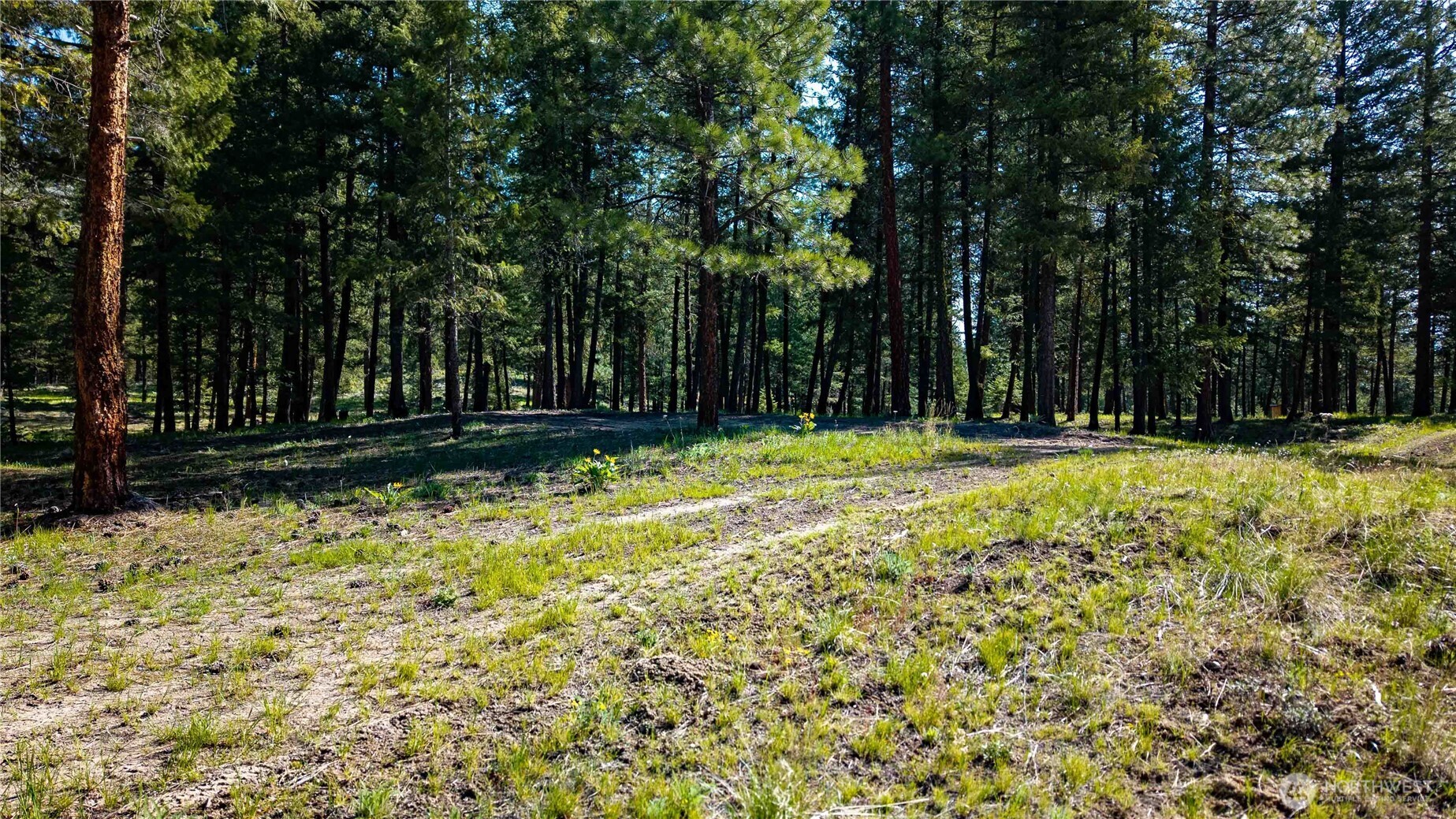 0 Mineral Hill Road Conconully, WA 98819 - Photo 17 of 30 a view of yard with trees