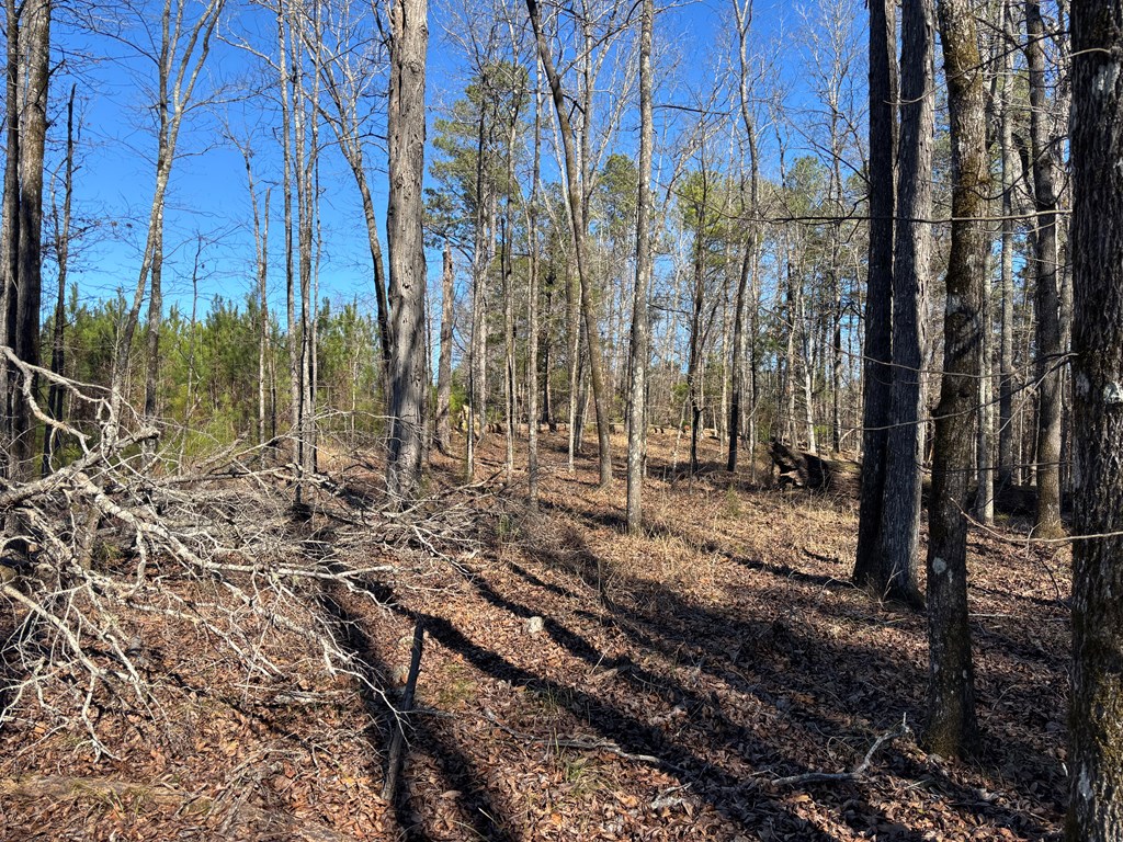 0 Carl Mathis Road Talbotton, GA 31827 - Photo 2 of 14 a view of a backyard of the house