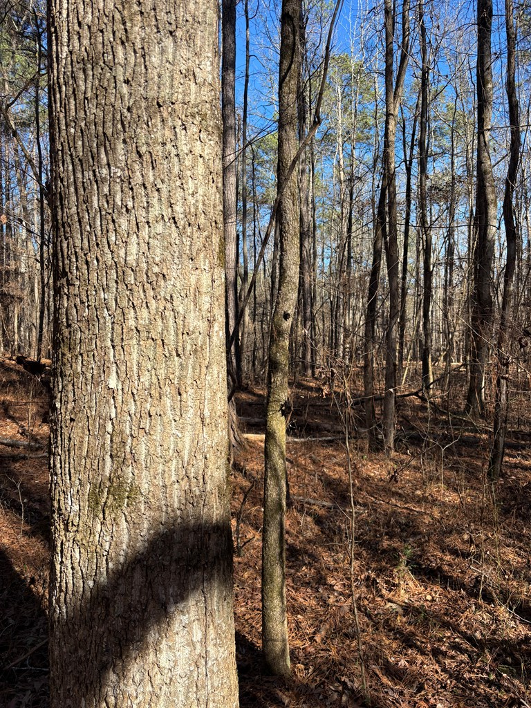 0 Carl Mathis Road Talbotton, GA 31827 - Photo 3 of 14