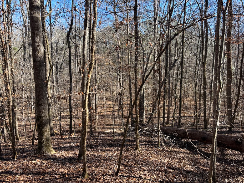0 Carl Mathis Road Talbotton, GA 31827 - Photo 6 of 14 a backyard of a house with lots of green space