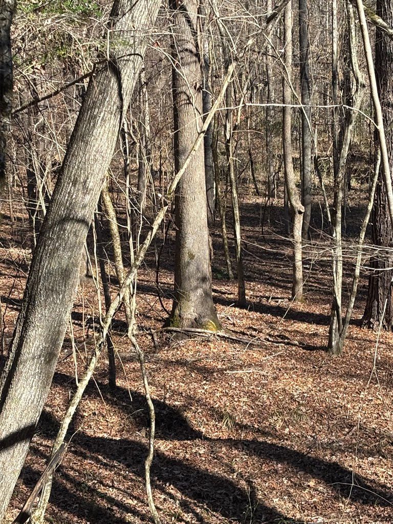 0 Carl Mathis Road Talbotton, GA 31827 - Photo 7 of 14 a backyard of a house