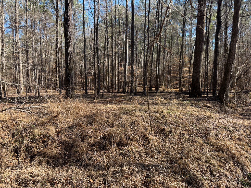 0 Carl Mathis Road Talbotton, GA 31827 - Photo 9 of 14 a view of outdoor space with trees
