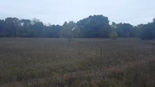 Heram RD clear land
