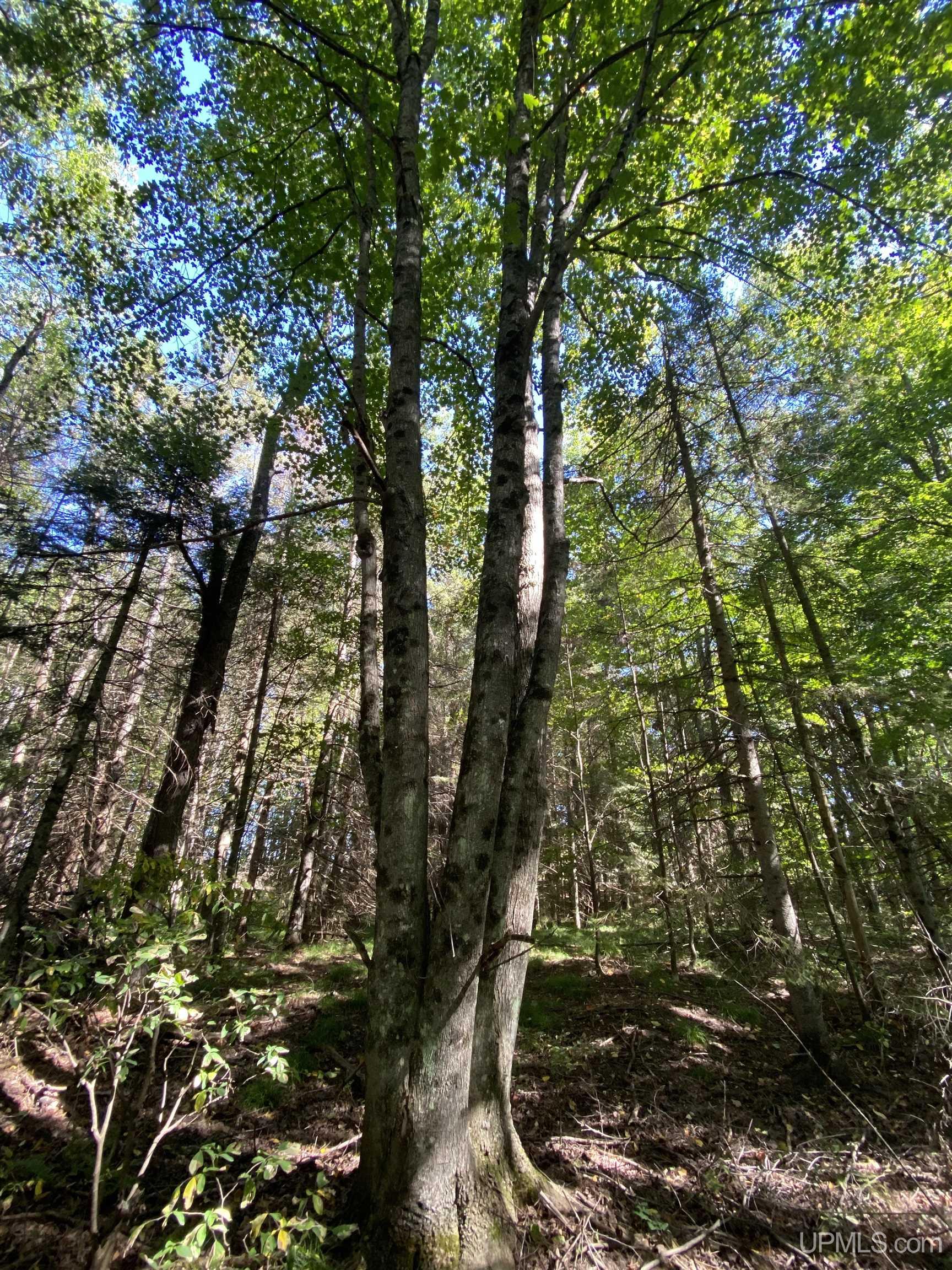 N525 Stone Road Rapid River, MI 49878 - Photo 31 of 38 Gallery Image 31