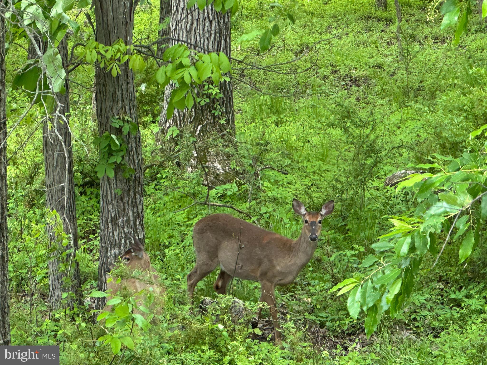 143 Bittern Drive Gettysburg, PA 17325 - Photo 3 of 33 Backyard friends!