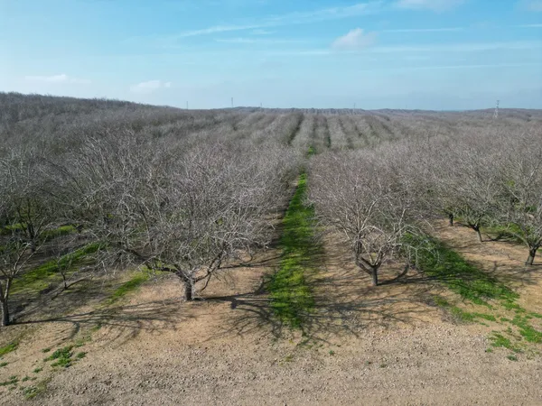 a view of a dry yard with trees