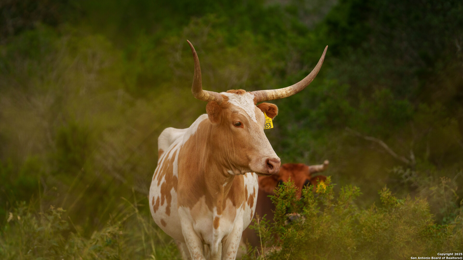 Tbd Tbd Rocksprings, TX 78880 - Photo 14 of 33 a close up of a fountain in middle of a bathroom