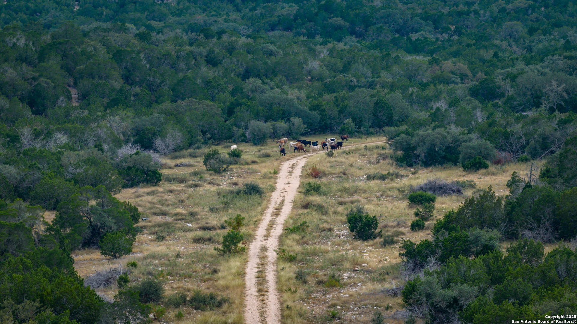 Tbd Tbd Rocksprings, TX 78880 - Photo 20 of 33 a view of a forest with lots of trees