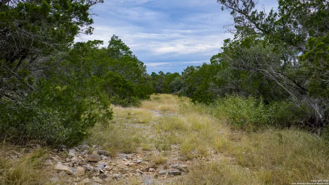 a view of a garden with plants and a large tree