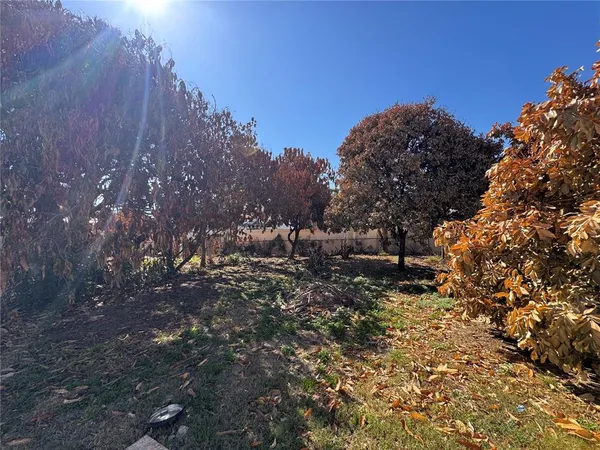 a view of a forest with a tree in the background
