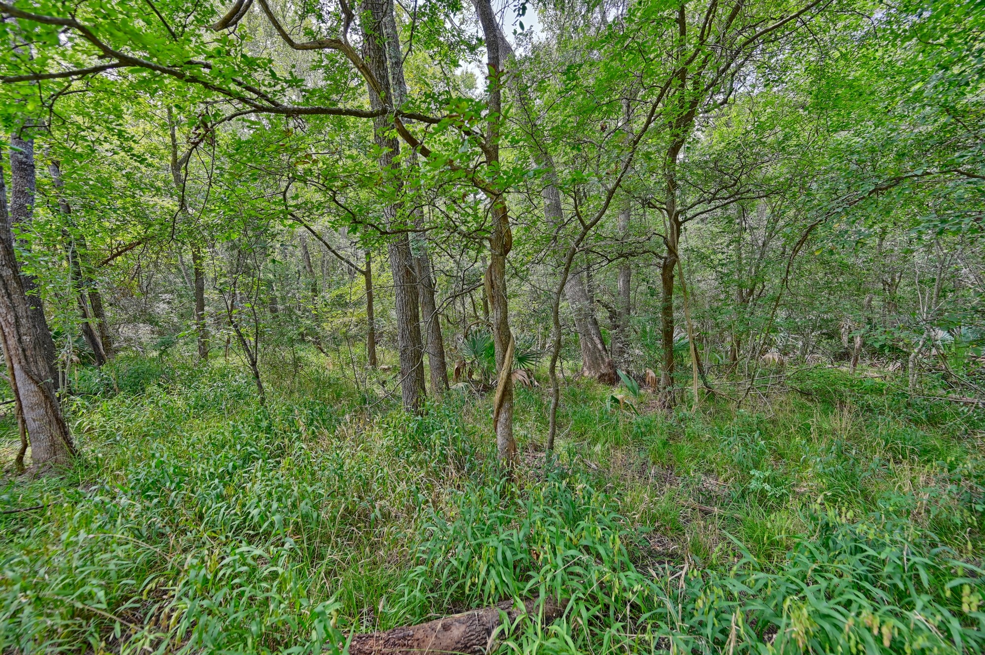 2612 Tiemann Road New Ulm, TX 78950 - Photo 38 of 39 a view of lush green forest