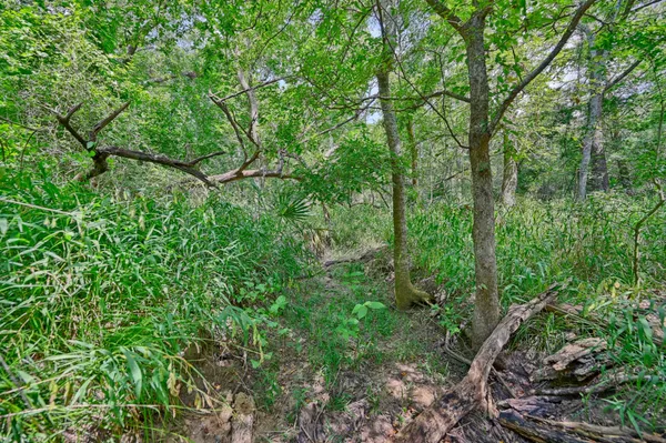 a view of a lush green forest with lots of trees