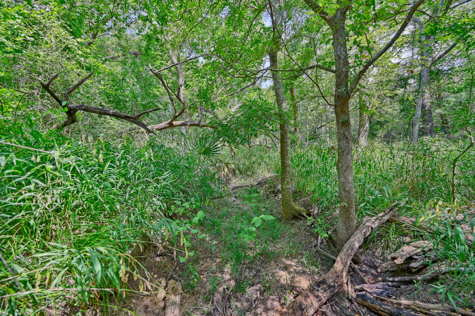 2612 Tiemann Road New Ulm, TX 78950 - Photo 39 of 39 a view of a lush green forest with lots of trees