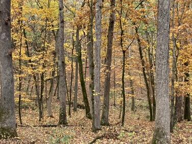 2 East Barnes Chapel Road Columbia, MO 65203 - Photo 1 of 1 Gallery Image 1