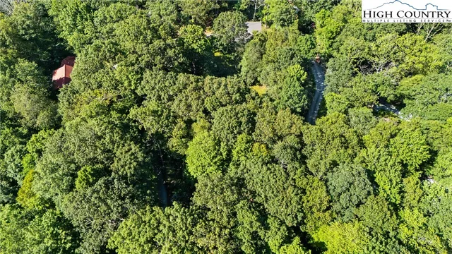 a view of a lush green forest
