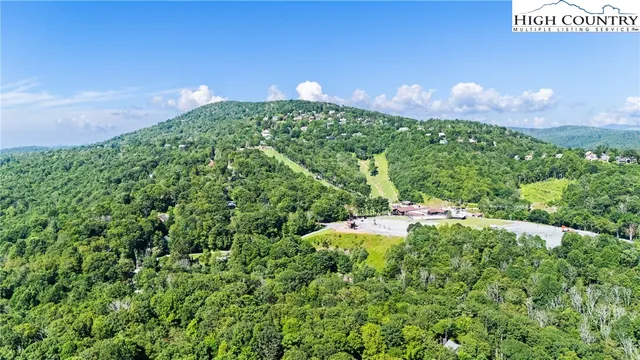 a view of a big yard with potted plants and large tree