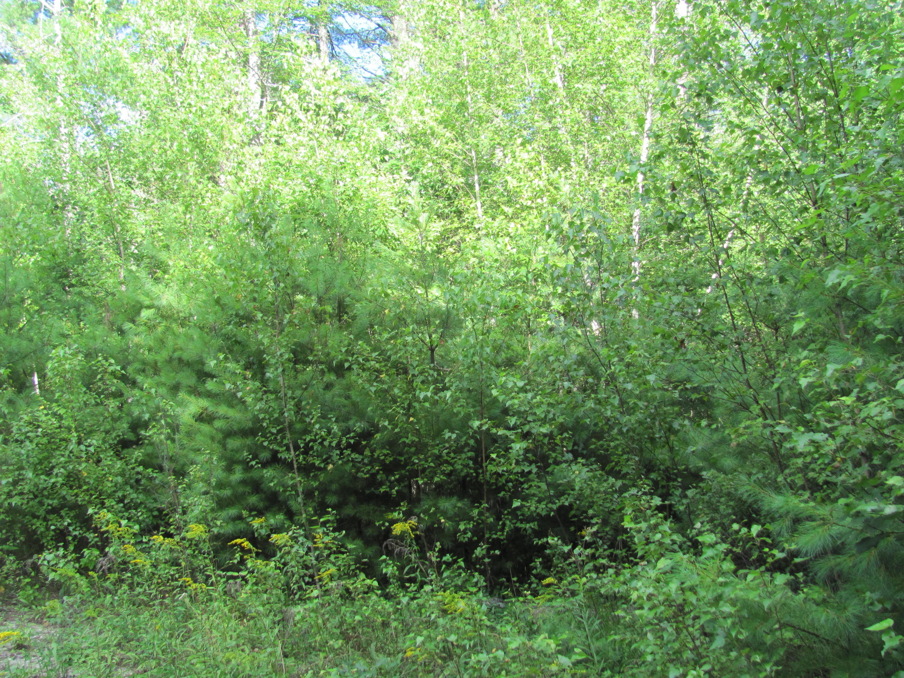 278-1 Gore Road Oxford, ME 04270 - Photo 2 of 5 IMG_1484